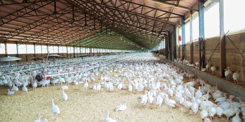 Formation biosécurité avicole