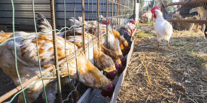 Formation nutrition en aviculture
