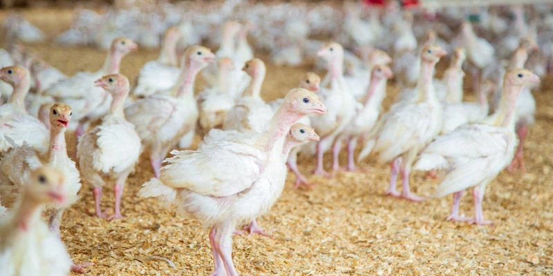 Formation en prophylaxie avicole